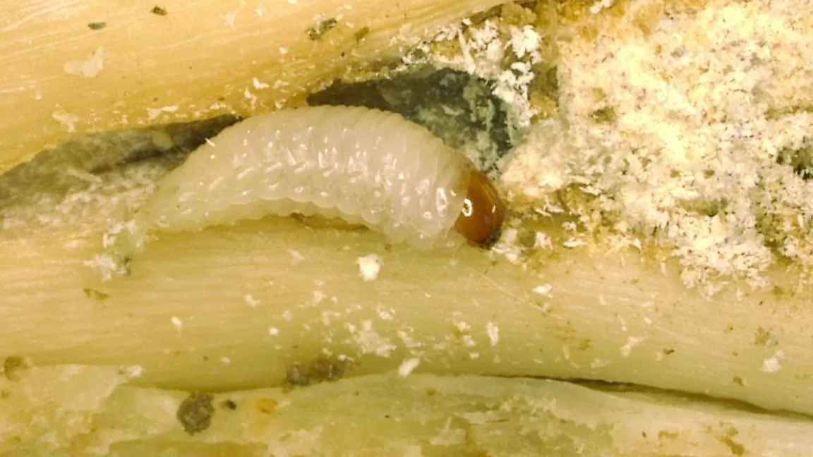 Die Larve des Blauen Mauszahnrüsslers. Foto: Jörn Lehmhus, JKI