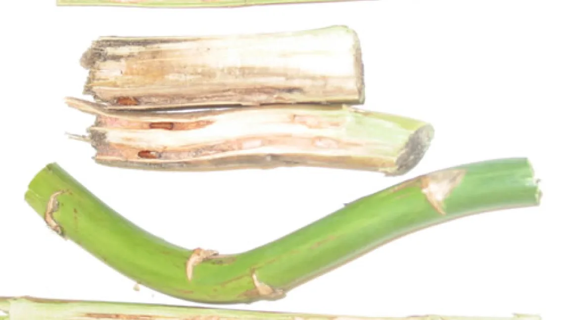 Larven der Spargelfliege und ihr Zerstörungswerk.
Quelle: Markus Dohmann, LWK NRW