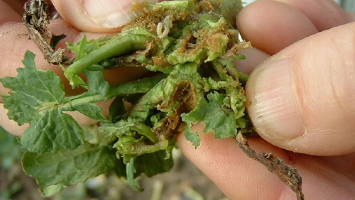 Larven des Rapserdflohs zerstören die Rapspflanze
Quelle: Dr. Erichsen, Pflanzenschutzdienst Schwerin