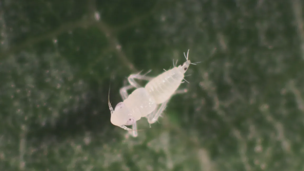 ... die sich in verschiedenen Larvenstadien entwickelt. Hier das erste Larvenstadium .....
Foto: Norbert Zeisner, AGES Wien