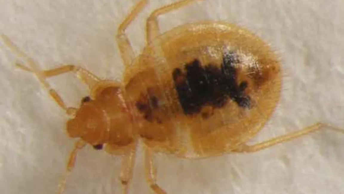 Larvenstadium
Quelle: Reiner Pospischil