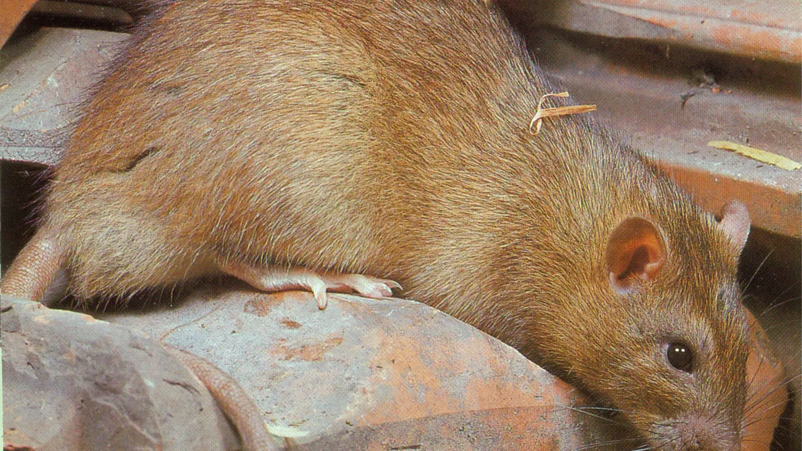 Wanderratten besiedeln in der warmen Jahreszeit verstärkt das Freiland und sind oft an Kompostanlagen, Silos und auch auf Maisflächen, aber auch in Gärten, anzutreffen. 
Foto: Prof. Lauenstein, Uni Gießen