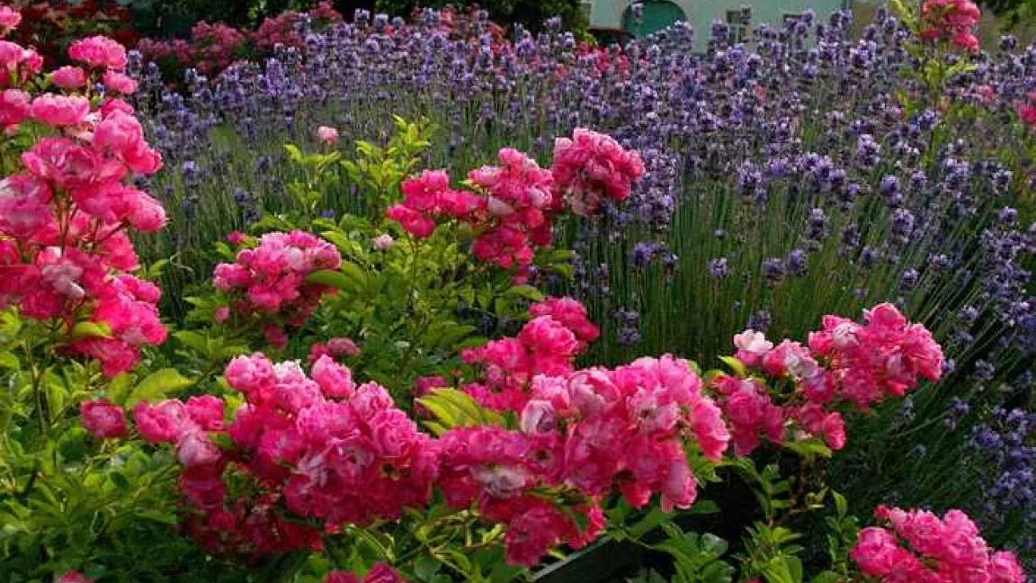 Entgegen der allgemein gängigen Meinung ist nicht bewiesen, dass Lavendel dazu beiträgt z.B. Blattläuse von Rosen fern zu halten.
Quelle: Pictokon