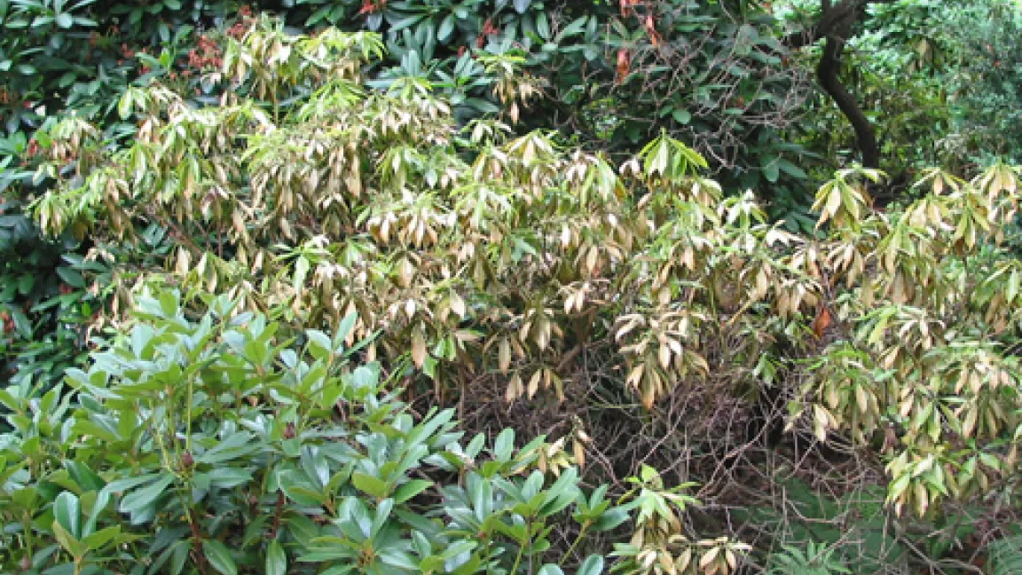 Lavendelheide, Pieris japonica. Sträucher vergilben bei Befall mit der Andromeda-Netzwanze und sehen kümmerlich aus.
Quelle: M. Hommes, BBA
