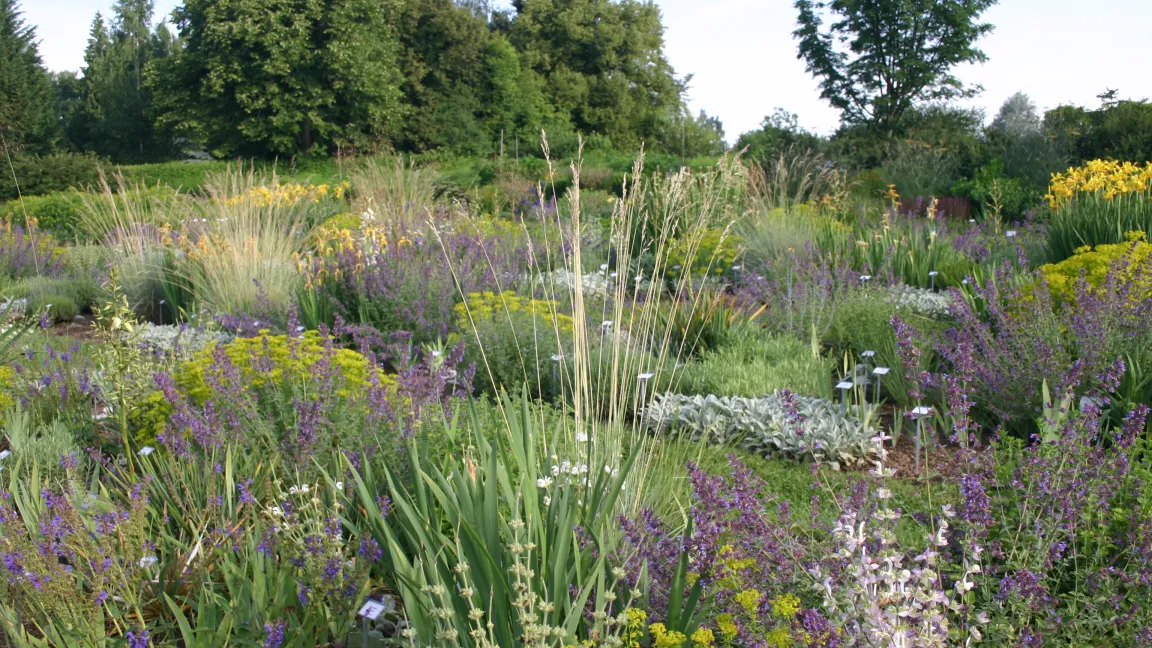 Trockenheitsverträgliche Stauden. Foto: Hochschule Weihenstephan-Triesdorf