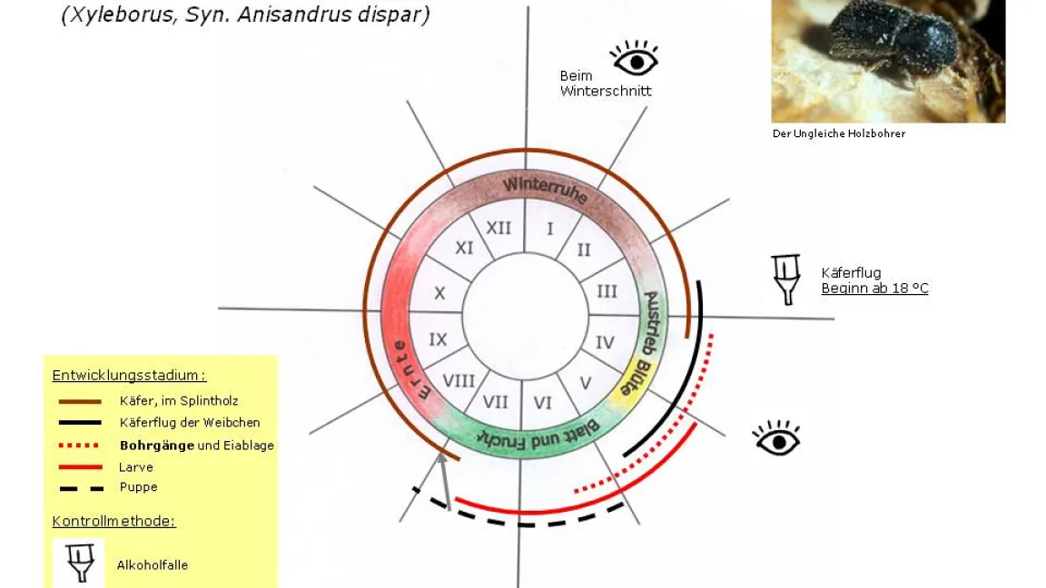 Der Lebenszyklus des Ungeleichen Holzbohrers. Foto: Kompetenzzentrum Obstbau Bodensee (KOB)