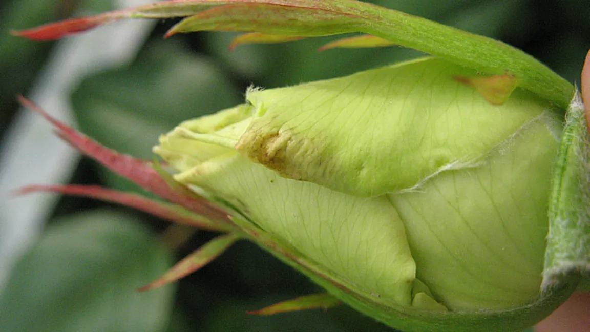Leichtes Schadbild an Rosen
Quelle: Elisabeth Götte