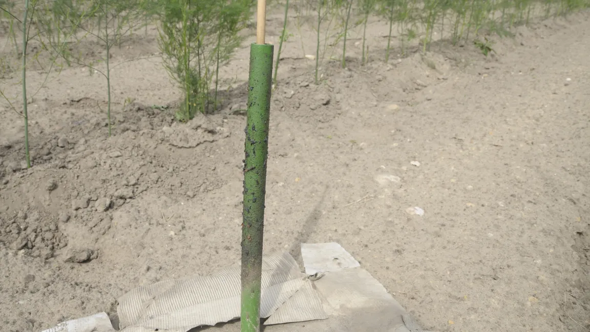 In regelmäßigen Abständen stellt Stefan Kisters Leimstabfallen auf. Anhand der Zahl der gefangenen Insekten entscheidet der Betriebsleiter, welche Pflanzenschutzmaßnahmen notwendig sind. Foto: Friederike Krick