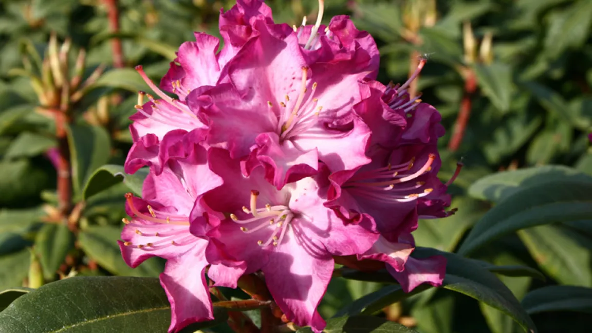 Leo XIII, eine sehr alte Hybride aus dem 19. Jh. des Züchters Rudolf Seidel.
Quelle: Genbank Rhododendron