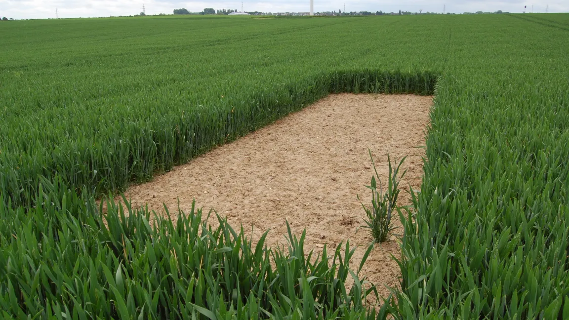 … auch Grauammer, Rebhuhn und Feldhase finden eine Bleibe - und für den Landwirt bedeutet es einen Imagegewinn. 
Foto: Stiftung Rheinische Kulturlandschaft