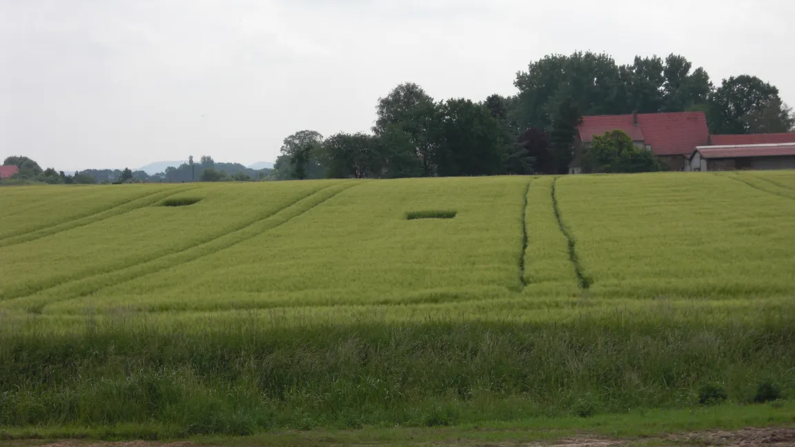Lerchenfenster bieten ideale Nistplätze. Foto: Biologische Station Gütersloh
