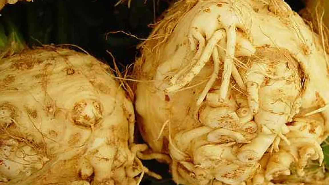 Sellerieknollen sollten nicht über längere Zeit gelagert werden, da Pilzinfektionen die schädlichen Inhaltsstoffe, die Furanocumarine, verzehnfachen können.
Quelle: Bayerische Landesamt für Gesundheit und Lebensmittelsicherheit