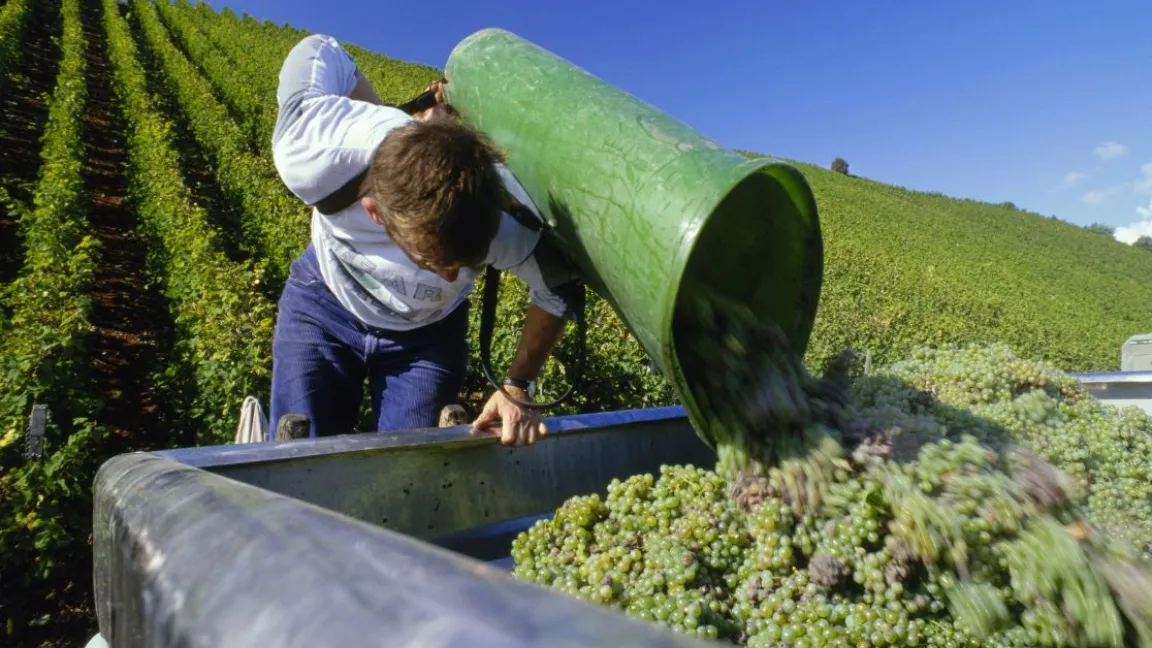 Die Weinlese ist für Winzerinnen und Winzer anstrengend, aber auch spannend und schön. Foto: Deutsches Weininstitut
