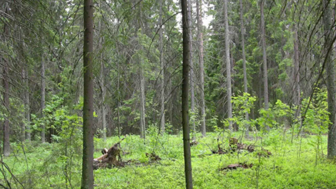 Lichtung in einem Nadelwald, verursacht durch den Wurzelschwamm. Hier können Laubbäume aufwachsen, die unempfindlich gegenüber dem Pilz sind.
	Quelle: K. Korhonen.