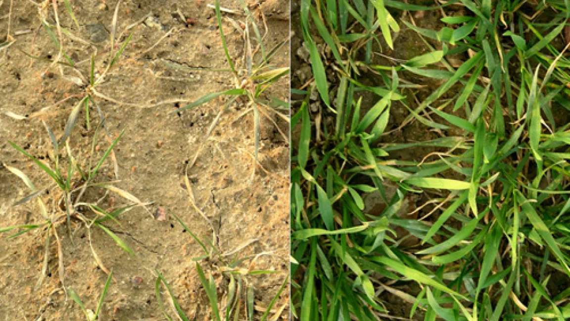 Links starker Phosphormangel - rechts gesunder Winterweizen.
	Quelle: Astrid Oldenburg