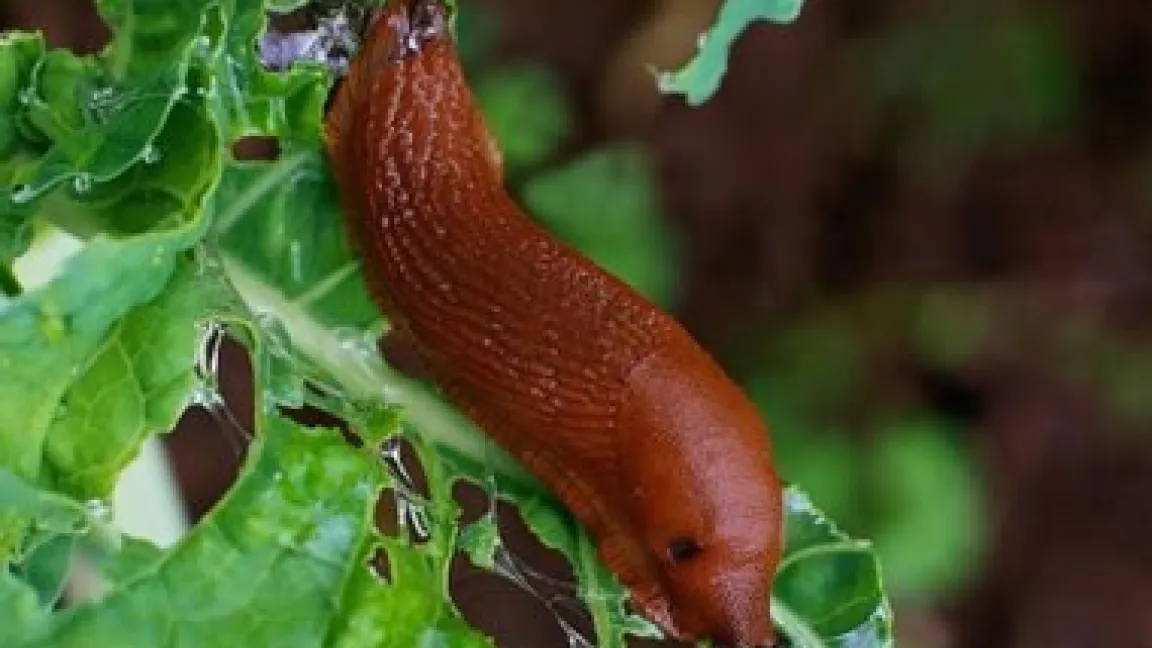 Lochfraß durch die Große Wegschnecke
Quelle: dpa