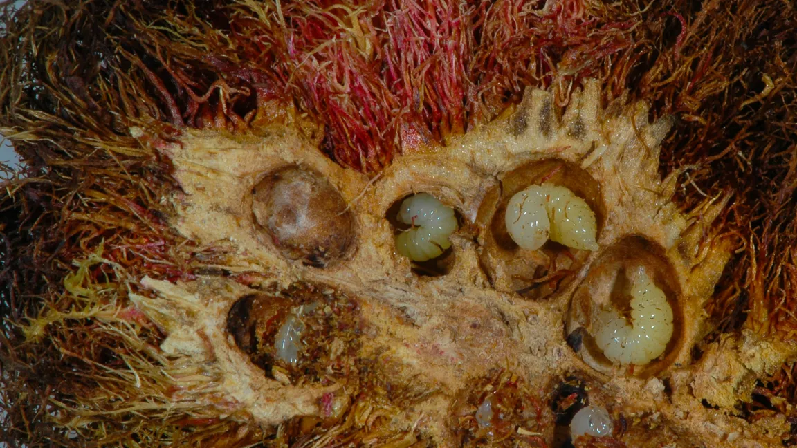 Aufgeschnittener "Schlafapfel" mit Gallen. Foto: Thomas Lohrer