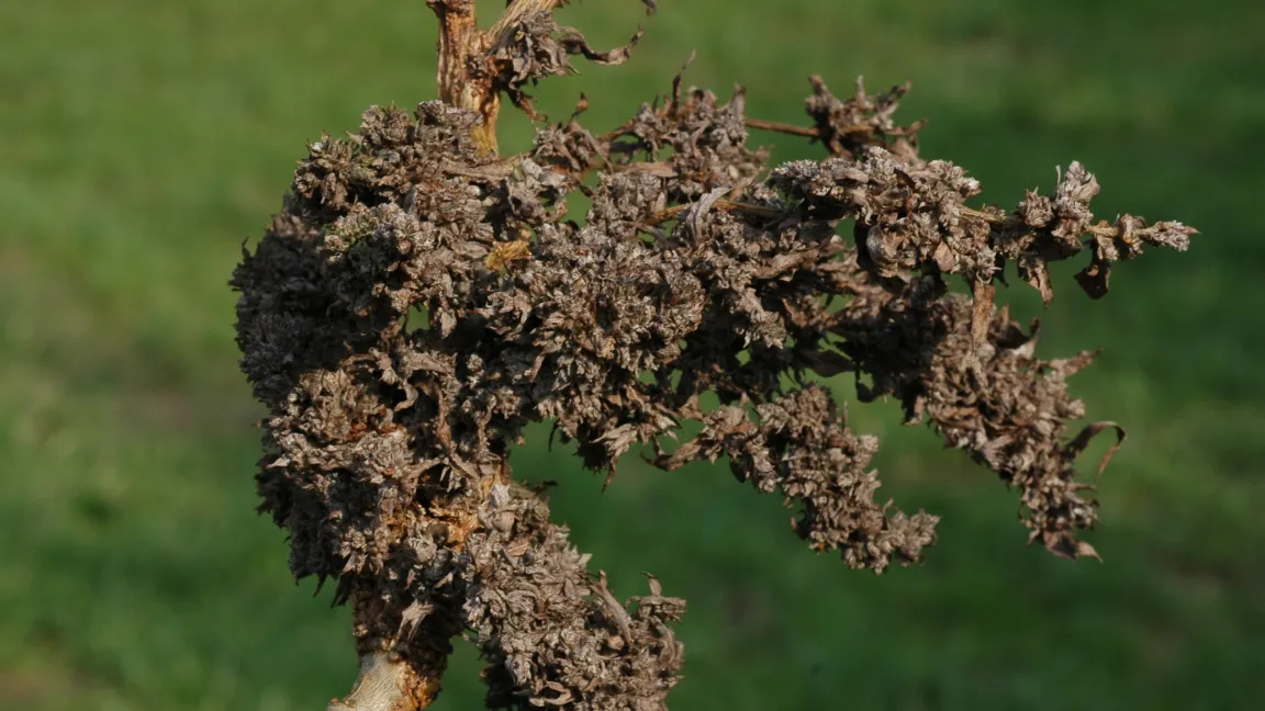 So genannte "Wirrzöpfe" treten im Frühjahr an Triebspitzen, Seitensprossen von Weidenarten auf. Foto: Thomas Lohrer