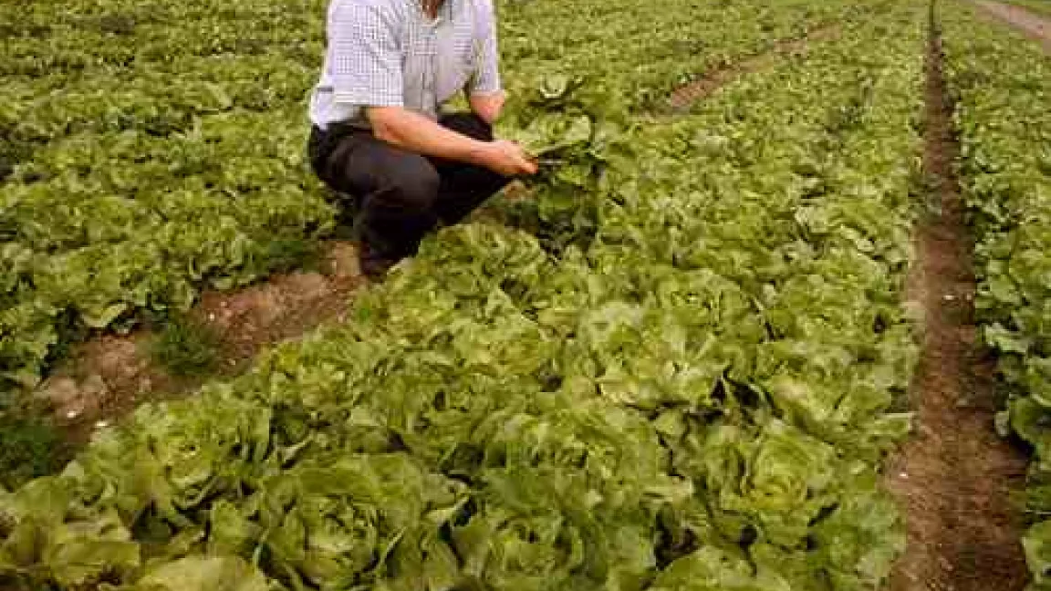 Lückenlos dokumentierter Salatanbau bei Achim Petkens, Kerken
	Quelle: FNL