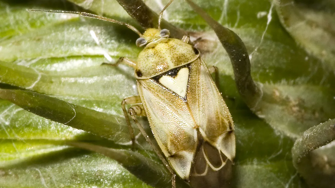 Die Gemeine Wiesenwanze (Lygus pratensis) zählt zu den Weichwanzen Foto: wikipedia/Olaf Leilinger