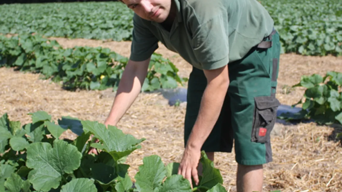 Der junge Landwirt kümmert sich liebevoll um seine Kürbisse. Quelle: Wiltrud Wolters