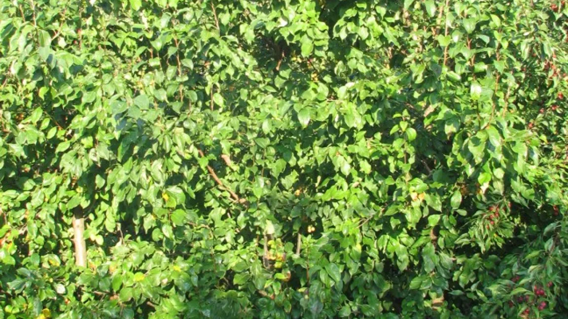 Wildapfelbaum (Malus xrobusta5). Foto: Andreas Peil, JKI Pillnitz