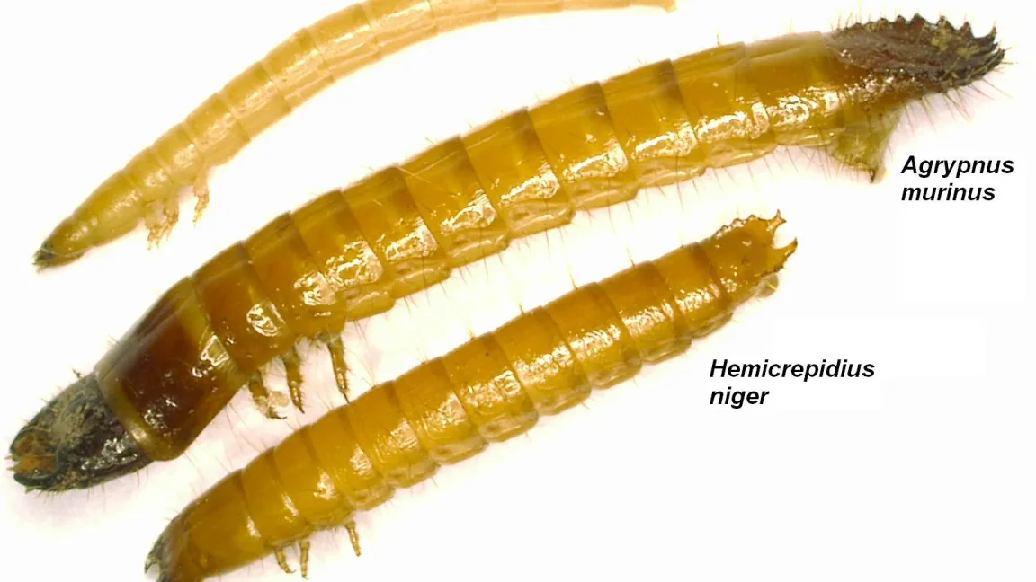 Drahtwurm der Gattung Agriotes (oben, wichtigste Gattung im Acker ) und andere, stärker räuberische Drahtwürmer (auch diese können Pflanzen schädigen, treten aber im Acker viel seltener auf). Foto: Jörn Lehmhus, JKI