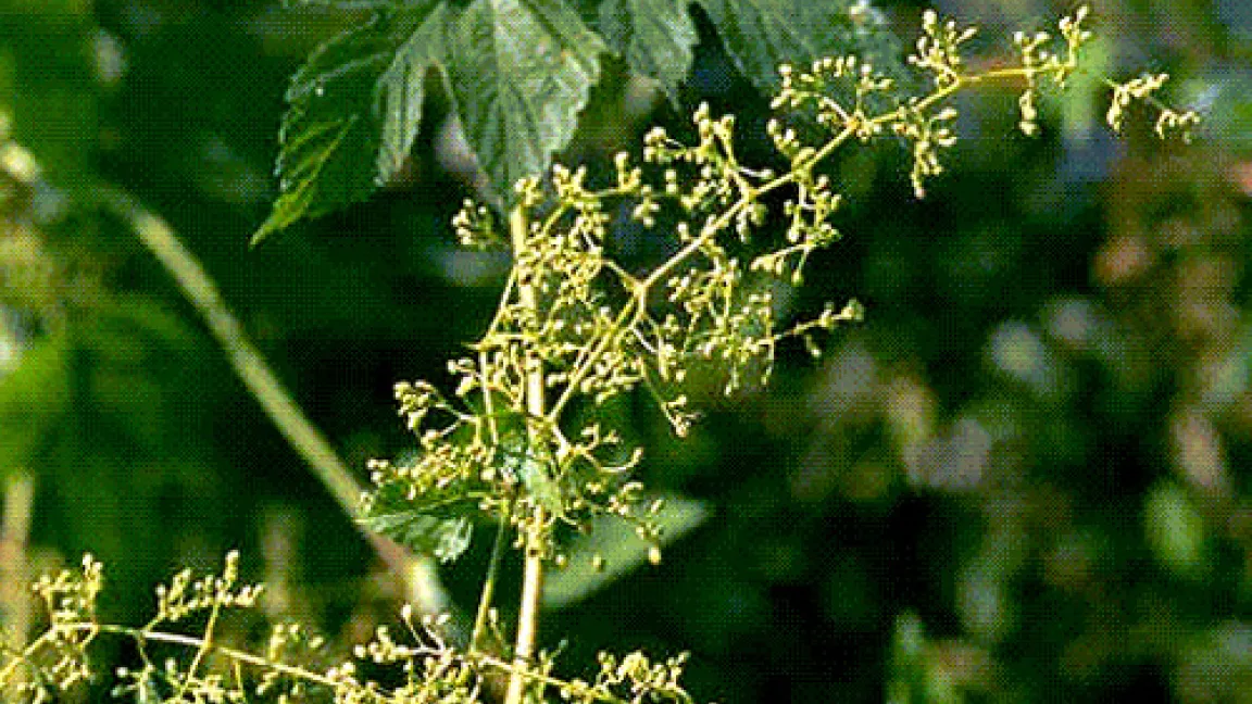 Männliche Blüten.
	Quelle: AgroSlide