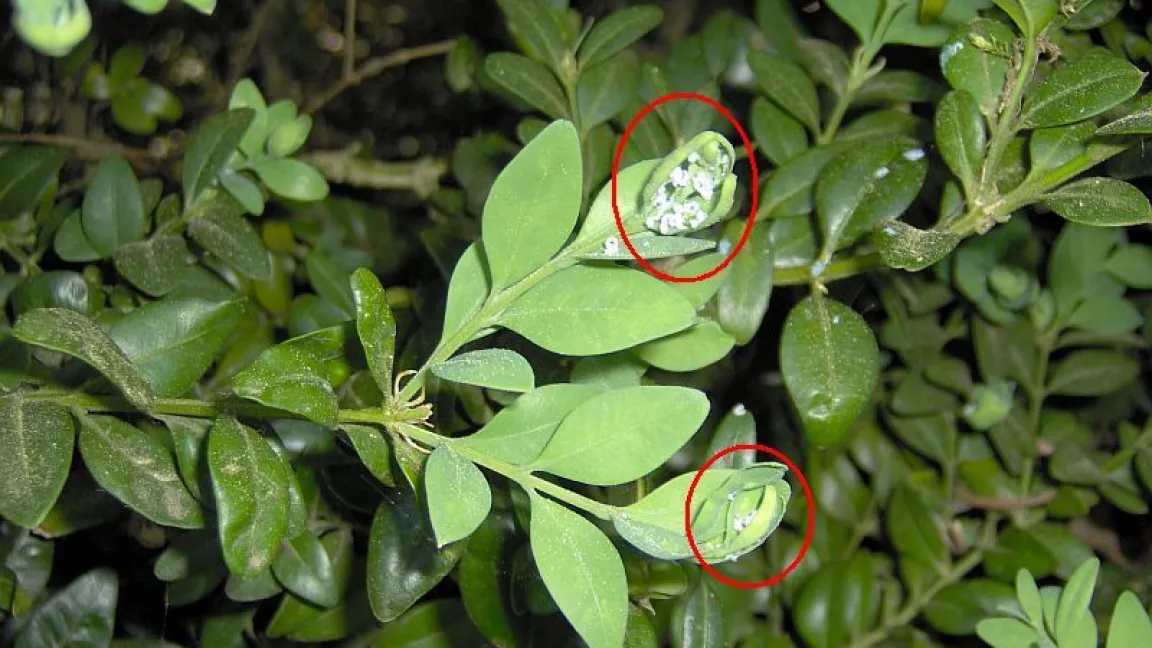 Befall mit dem Buchsbaumblattfloh (Psylla buxi) am Neuaustrieb. Foto: Fritjof Herfarth, LWK Nordrhein-Westfalen