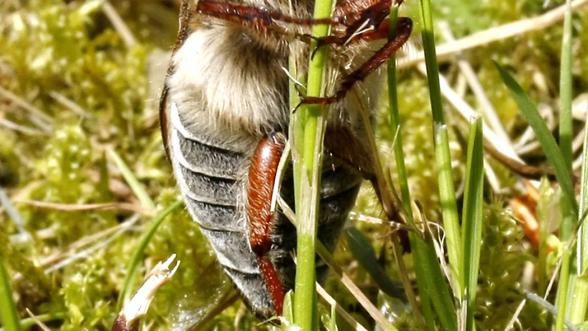 Maikäfer-Weibchen bei der Eiablage. Foto: R. Gutsch