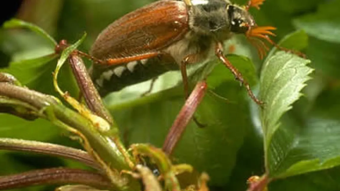 Maikäfer
Quelle: BASF AgroSlide.