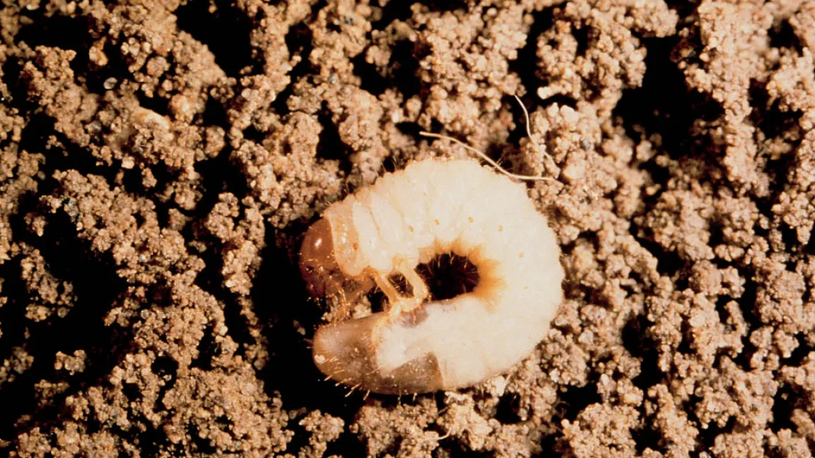 Engerlinge richten große Schäden - vorwiegend an den Wurzeln junger Bäume an. Foto: Bayer CropScience