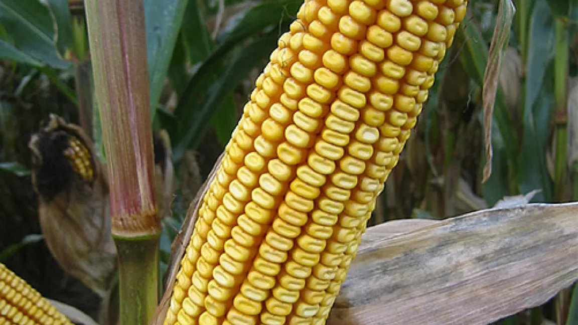 Mais ist weltweit nach wie vor die Nummer 1 unter den Getreidearten.
	Quelle: Matthias Wiedenau