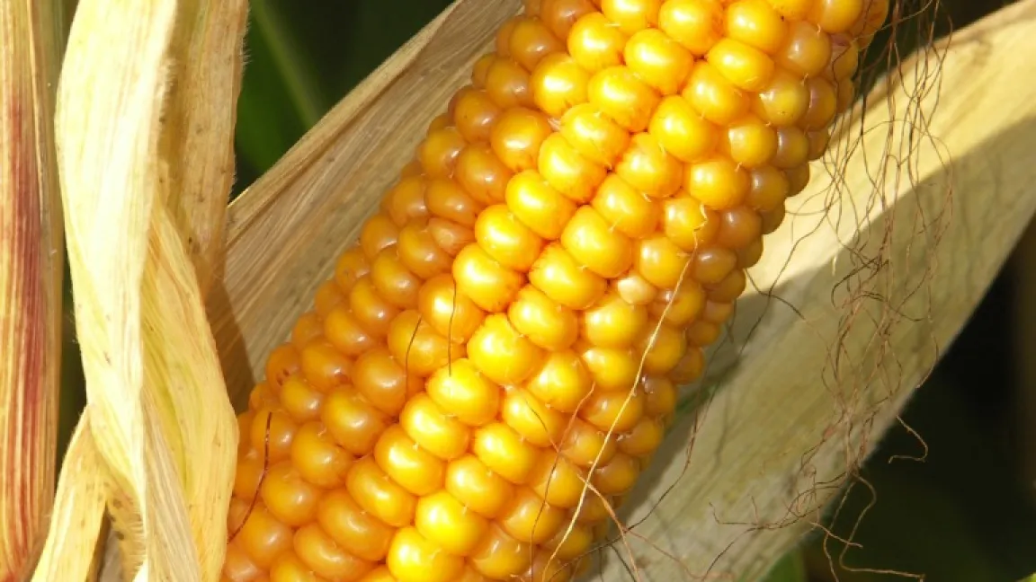 Die Maisvorräte liegen bei nur noch 13 Prozent des jährlichen Verbrauchs und haben ein kritisches Maß erreicht. Foto: Matthias Wiedenau