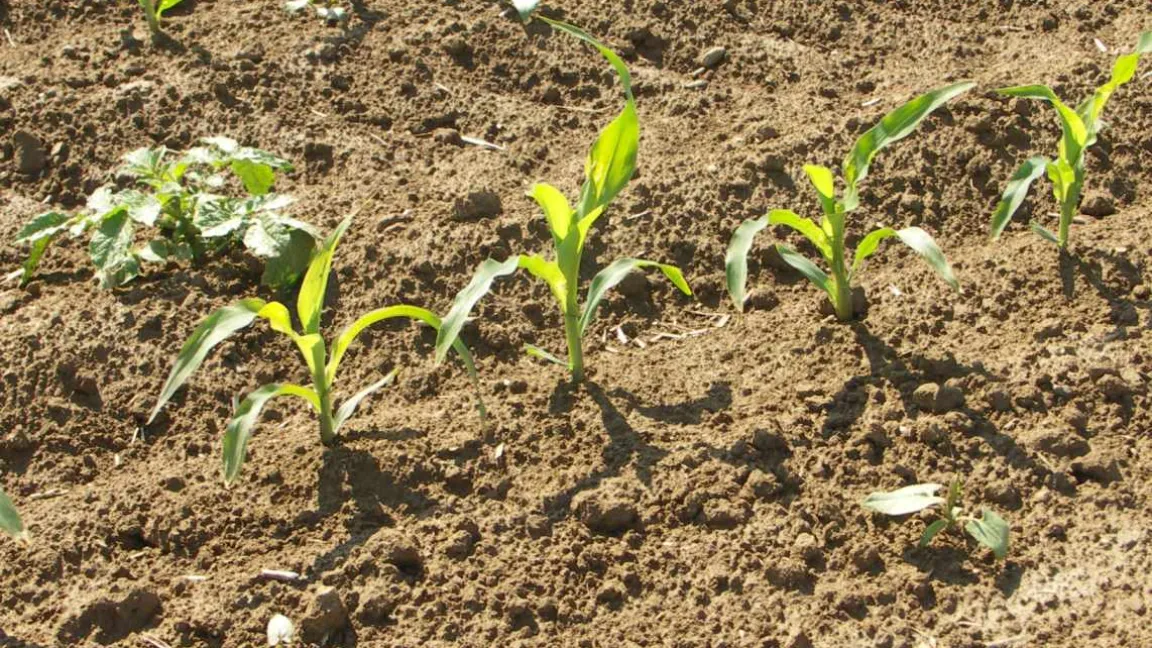 Junger Mais ist sehr anfällig für Unkrautkonkurrenz. Foto: Matthias Wiedenau
