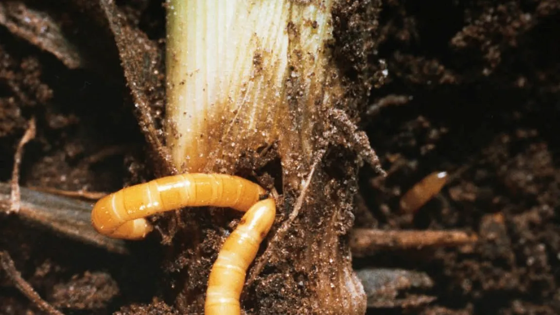Drahtwürmer verursachen regional , hier an Mais, große Schäden. Foto: Bayer CropScience