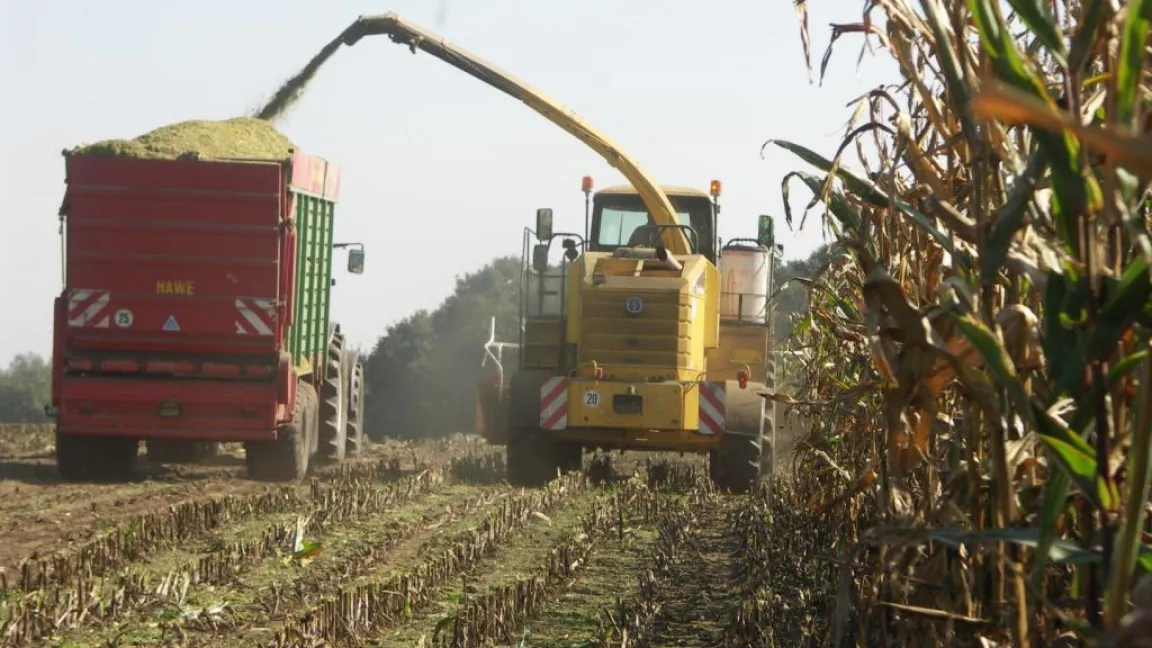 Sieben Prozent des gesamten Verbrauchs an Wärme, Strom und Kraftstoffen wurden im Jahr 2009 in Deutschland aus Biomasse gedeckt. - 
Foto: Matthias Wiedenau