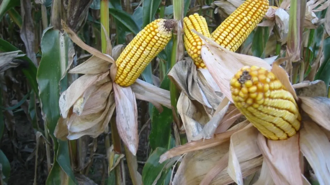 Mais benötigt eine ausgewogene Nährstoffversorgung. Magnesium fördert unter anderem die Ausbildung ertragreicher Kolben. Foto: Matthias Wiedenau