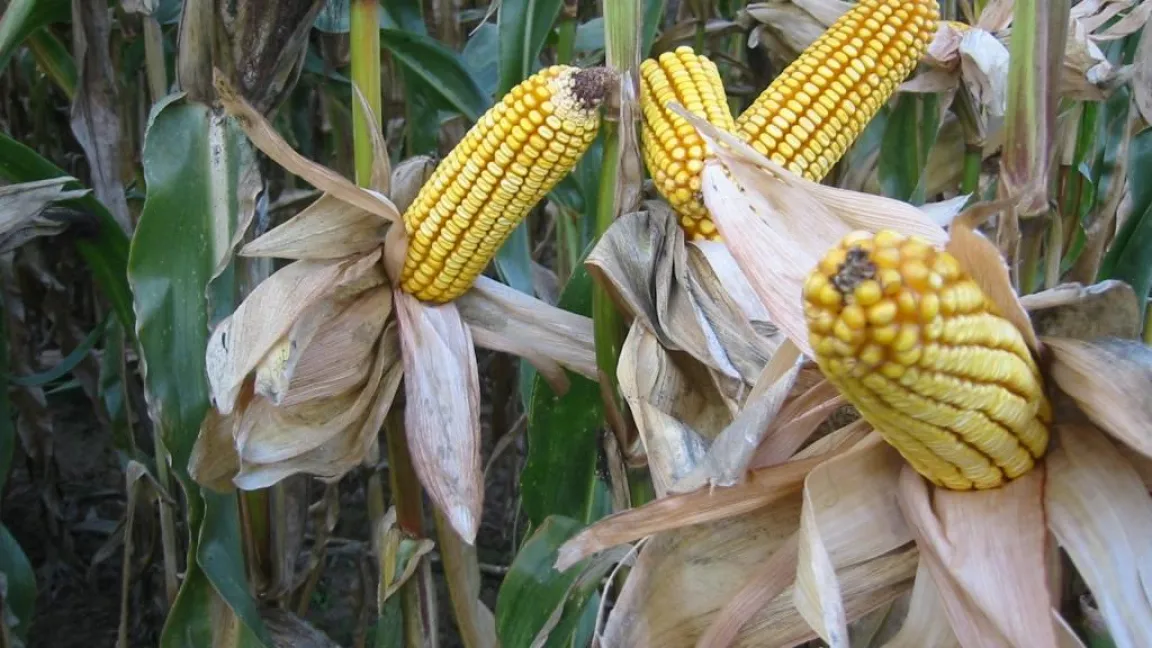 Bt-Mais produziert sein eigenes Pflanzenschutzmittel. Foto: Matthias Wiedenau