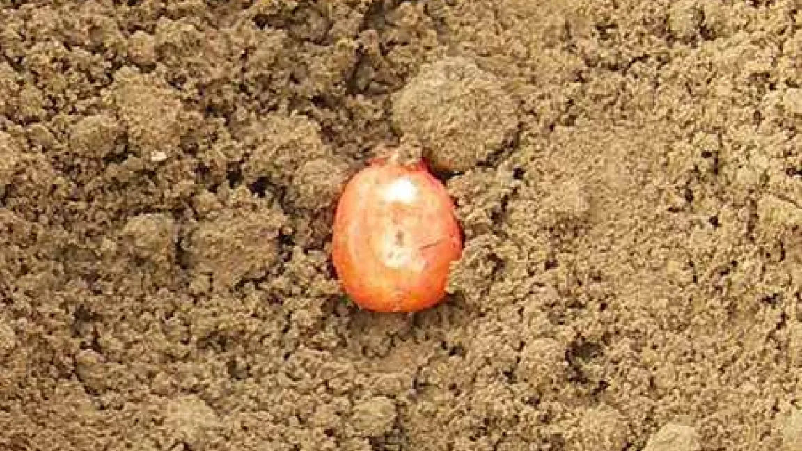 Mit geeigneten Pflanzenschutzmitteln gebeizter Saatmais ist von Anfang an vor Drahtwürmern und Erdraupen geschützt. 
Quelle: Matthias Wiedenau