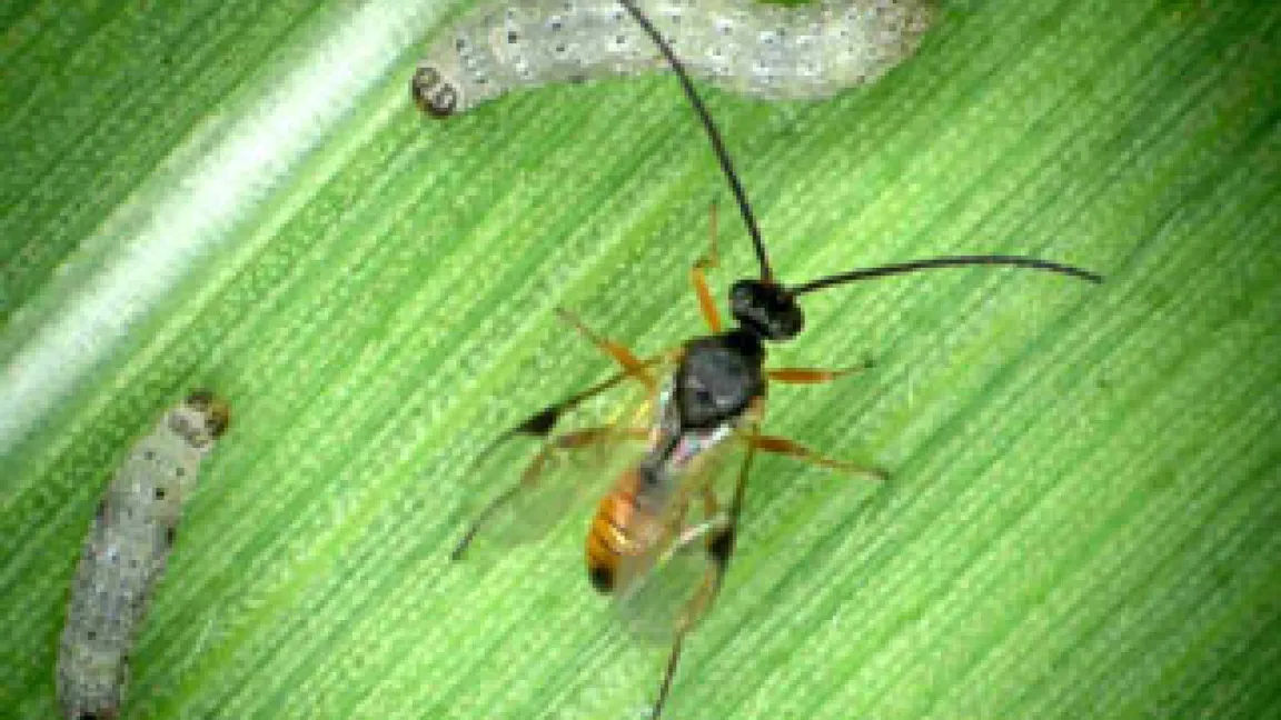 Maispflanzen schützen sich, indem sie die Feinde ihrer Feinde anlocken: Auf dem Maisblatt sitzen Raupen, die sich von Mais ernähren, sowie eine parasitische Wespe, die die Raupen angreift.
	Quelle: Dr. Ted Turlings, Universität Neuchâtel