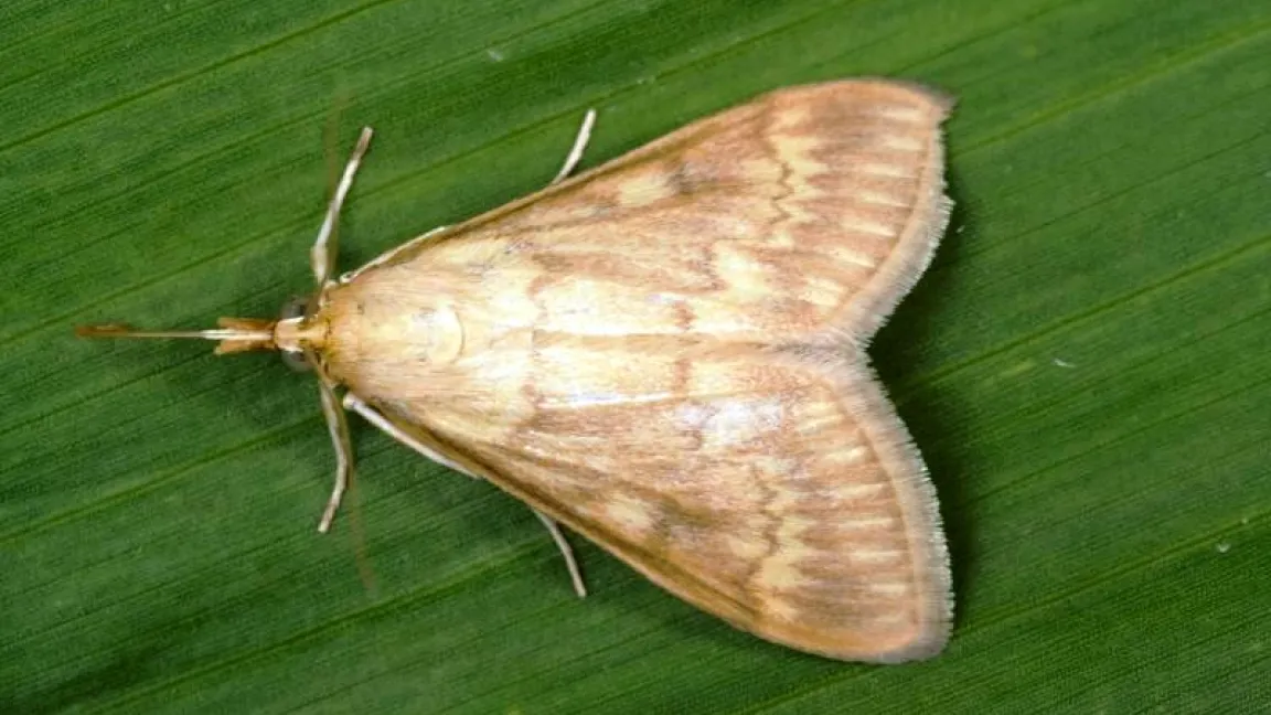 Der Maiszünsler ist in Regionen mit hohen Maisanteilen in der Fruchtfolge ein schwierig zu bekämpfender Schädling. Foto: Bayer CropScience