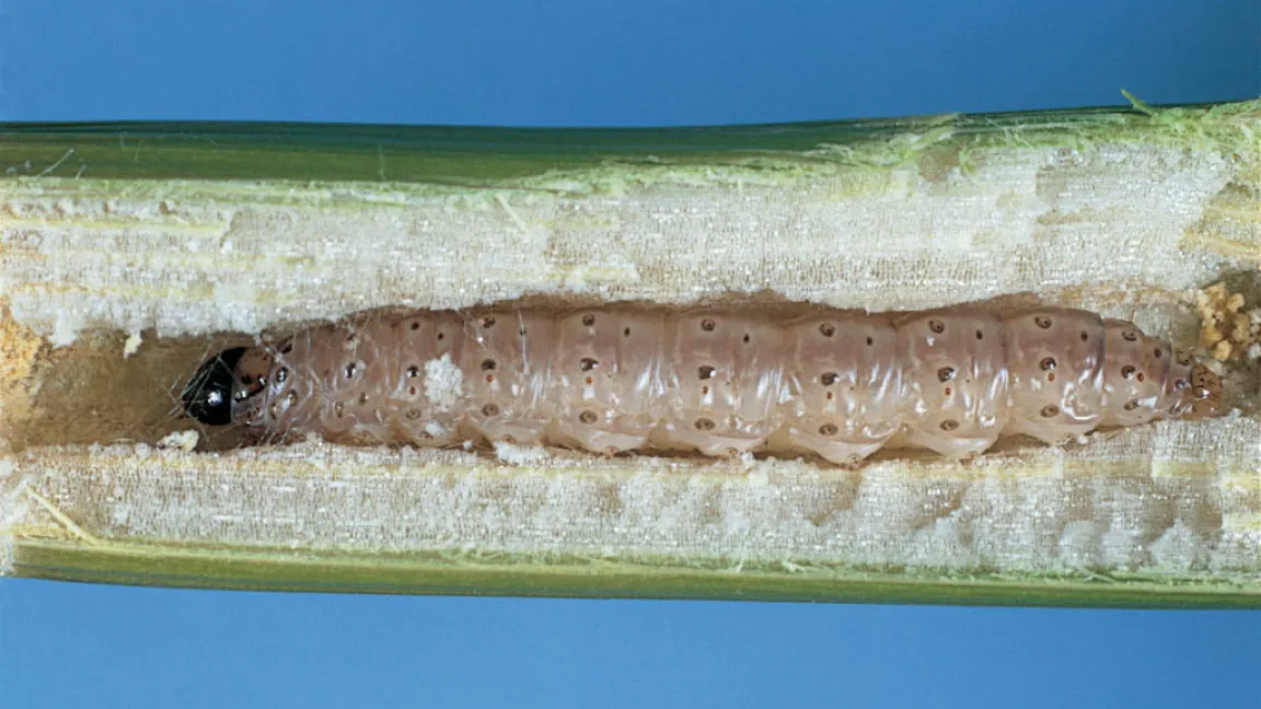 Der Maiszünsler ist einer der bedeutendsten Maisschädlinge. Foto: Bayer CropScience