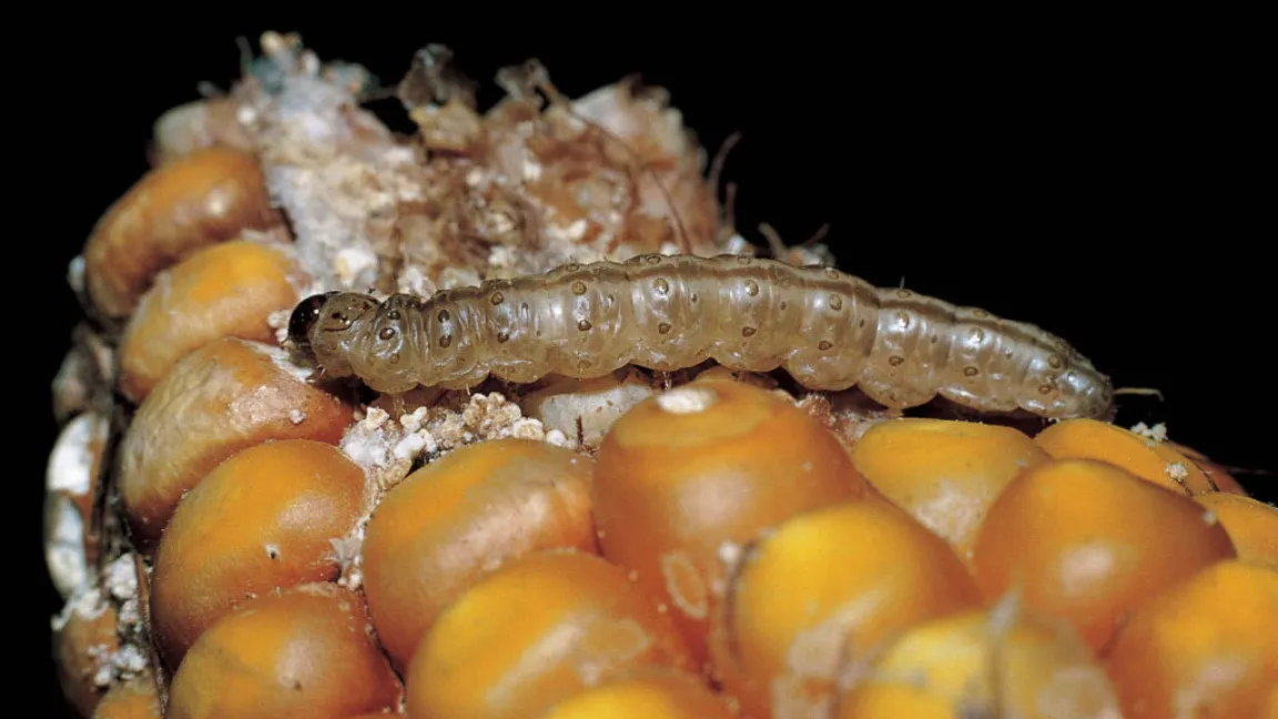 Raupe des Maiszünslers an einem Maiskolben. Foto: Bayer CropScience