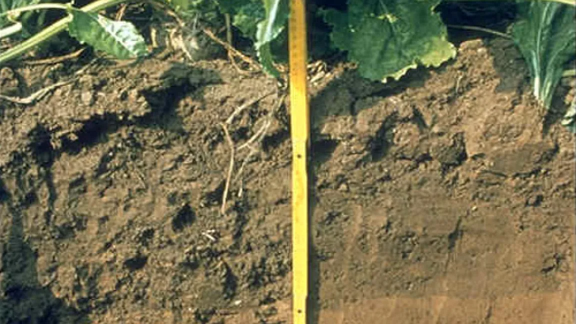 Man sieht es dem Boden nicht an, dass ihn eine Riesenzahl von Bakterien, Pilzen und Kleinstlebewesen bevölkert.
	Quelle: BASF AgroSlide