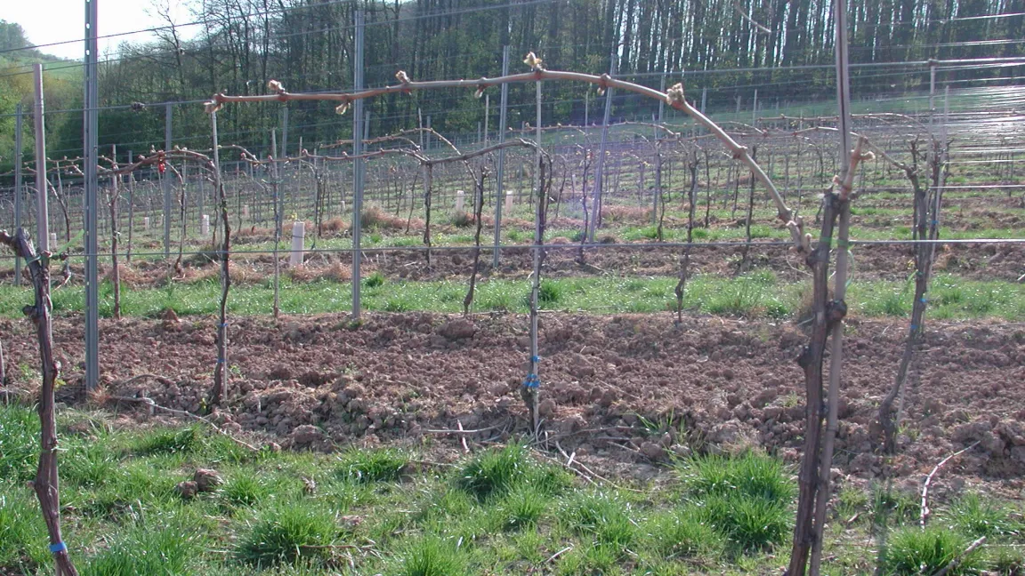"Weniger ist mehr" lautet die Devise von Manfred Vogel. Foto: Manfred Vogel