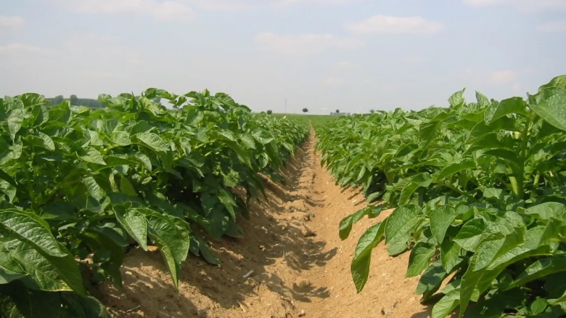 Gut mit Mangan versorgte Kartoffelpflanzen halten bei sonniger und trockener Witterung länger durch. Foto: Matthias Wiedenau