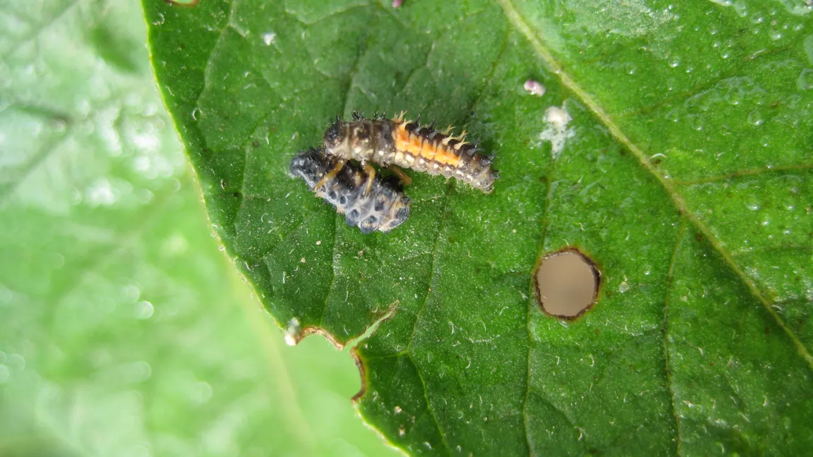Larve von Harmonia axyridis frisst Larve des Siebenpunkt-Marienkäfers Coccinella septempuncata. Foto: S. Kühne/JKI, Kleinmachnow