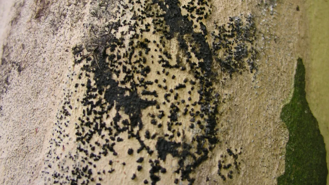 Schwarzfärbung der befallenen Äste durch Fruchtkörper auf der Rinde. Foto: Gregor Hilfert