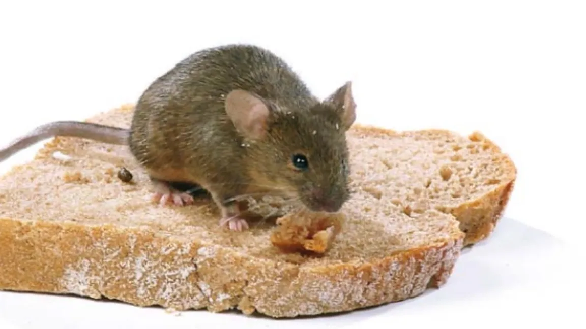 Mäuse im Haus sind ein hygienisches Problem, weil sie Krankheiten wie Typhus, Trichinose, LCM-Virus und Salmonellen übertragen können. Foto: BfR